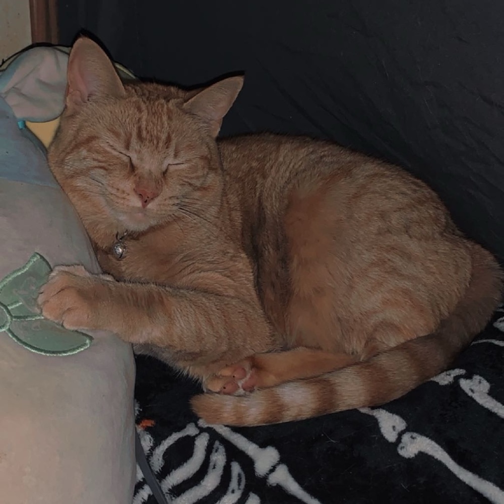 Meet your Posher, Ash